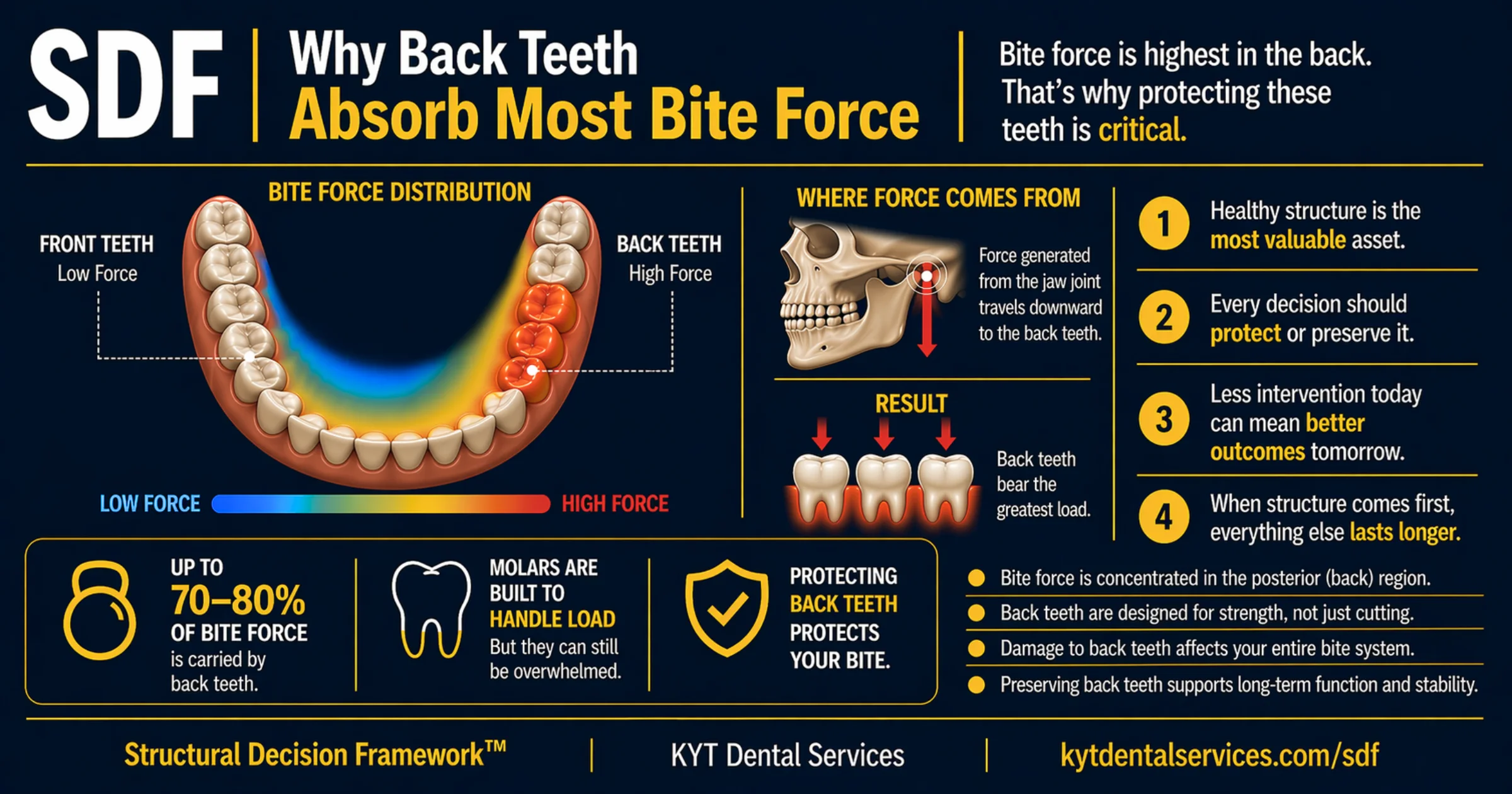 Why Back Teeth Absorb Most Bite Force diagram