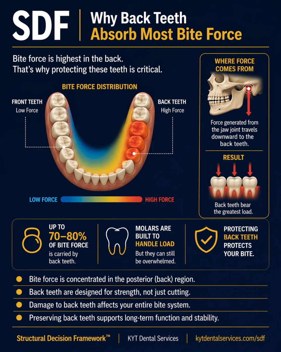 Why Back Teeth Absorb Most Bite Force SDF card artwork